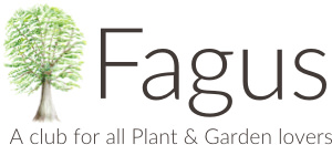 Fagus Gardening